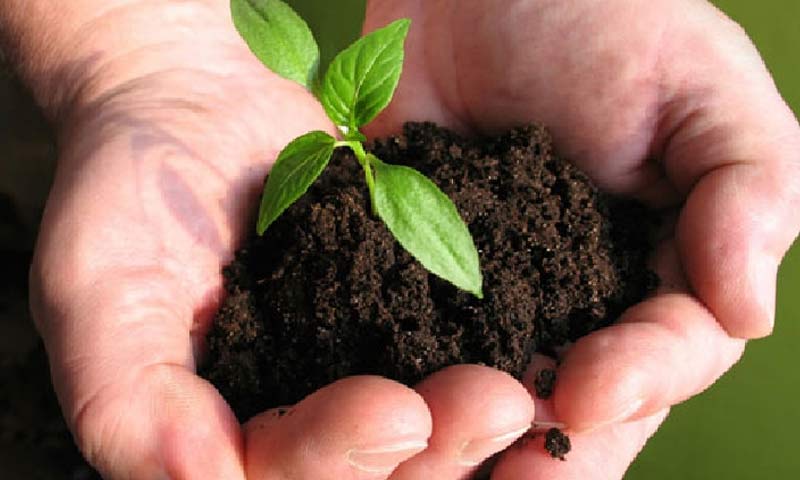 The Role of Microorganisms in Organic Fertilizers